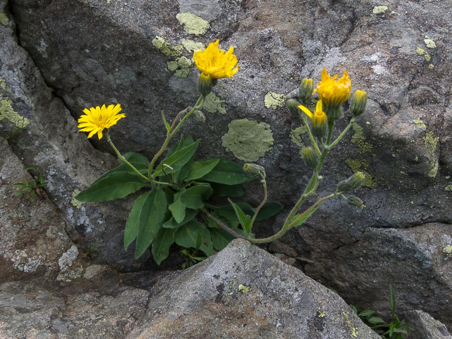 Hieracium in crinale appenninico